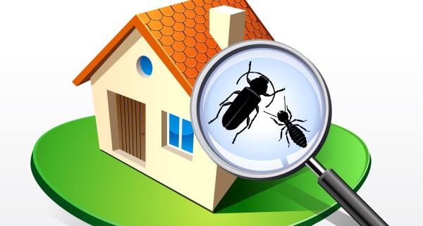 Termites de bois : comment les traiter ?